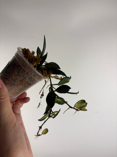 hoya lacunosa illumi C