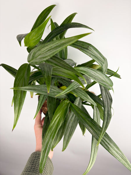 Epipremnum Amplissimum silver streak 6 inch