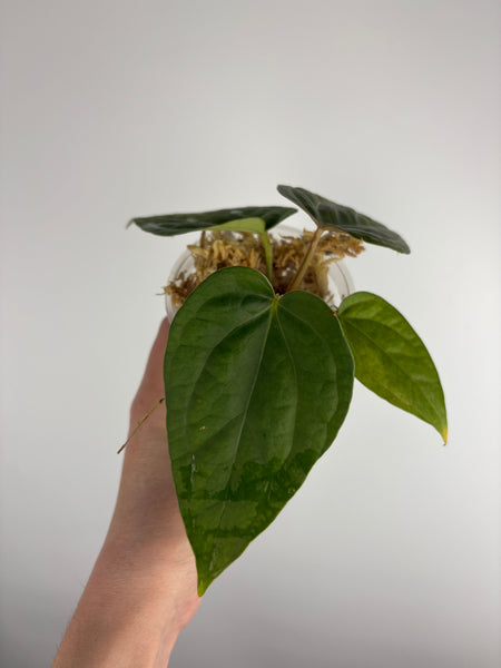 Anthurium red spider x luxurians C
