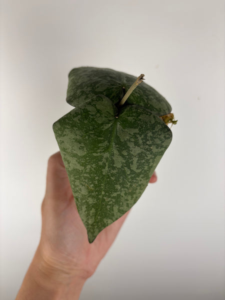 Hoya purpureofusca x imbricata A