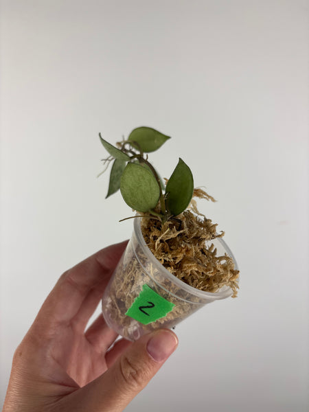 Hoya lacunosa sulcata 2