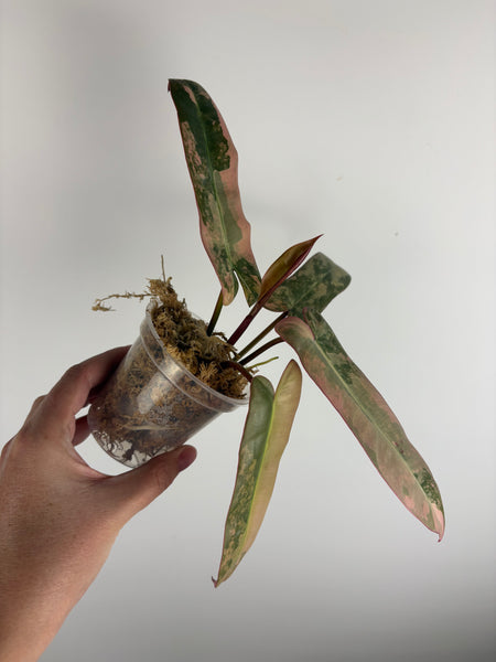 philodendron atabapoense pink variegated (Thailand)