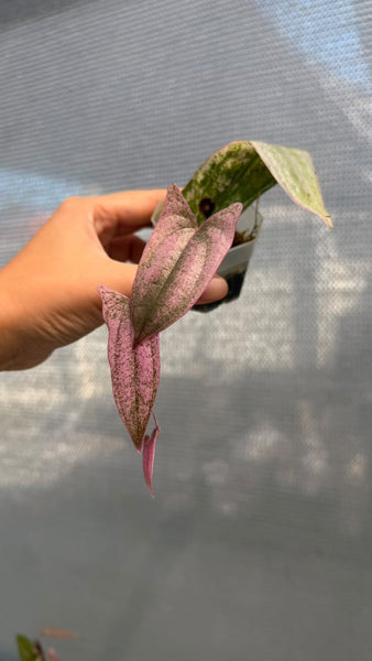 Dioscorea ballerina (Thailand) unacclimated