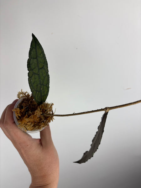 hoya clemensiorum black E