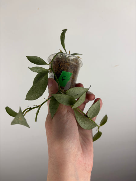 hoya lacunosa HSL F
