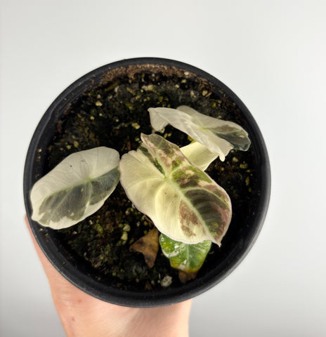 Alocasia Black Velvet variegated G