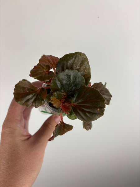 begonia cucullata pink reverted B