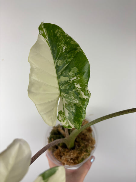 Alocasia sp variegata “stripped stem albo” (Thailand) - large plant