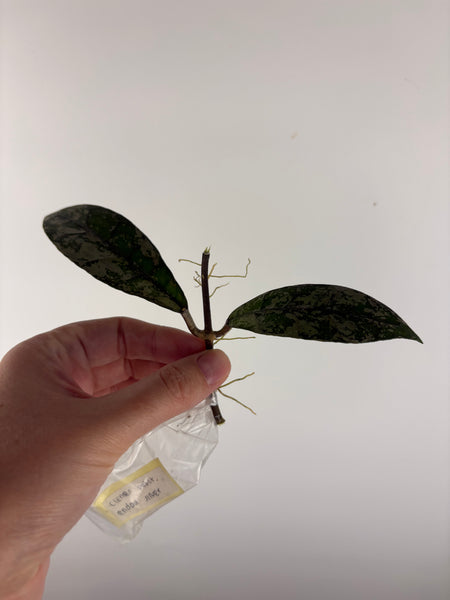 Hoya Clemensiorum
bukit endau silver mid cut