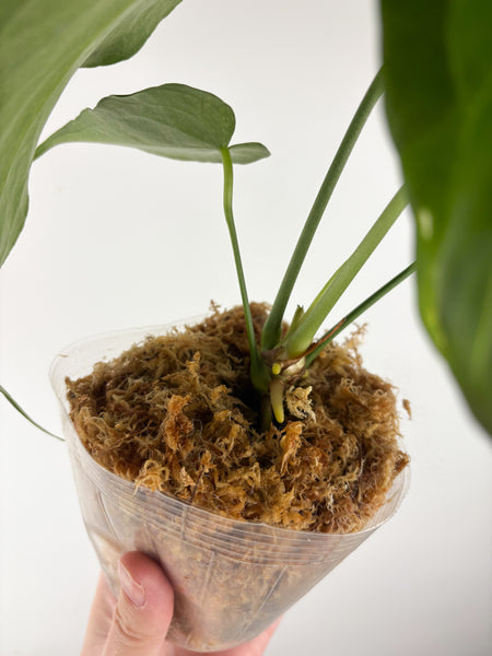 Anthurium delta force B