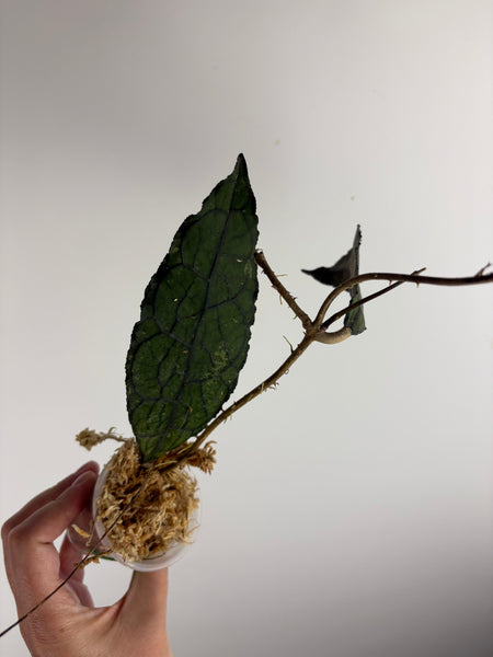 hoya clemensiorum black A