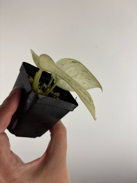 Scindapsus marble C