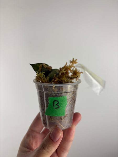 hoya lacunosa black pearl B