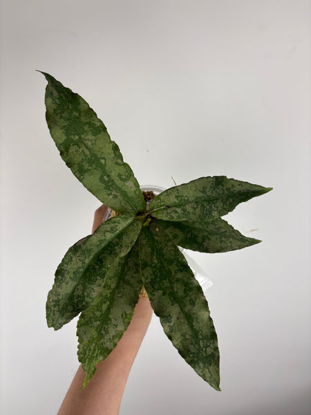 Hoya Undulata silver C