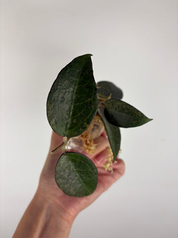 Hoya Verticillata sp. Nganjuk pink Splash 4