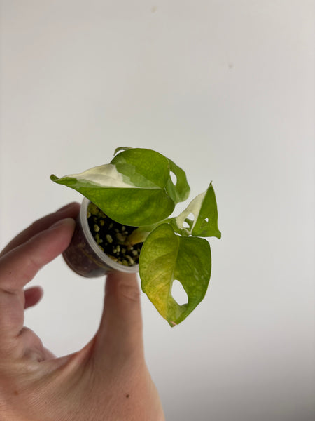 Monstera adansonii variegated A