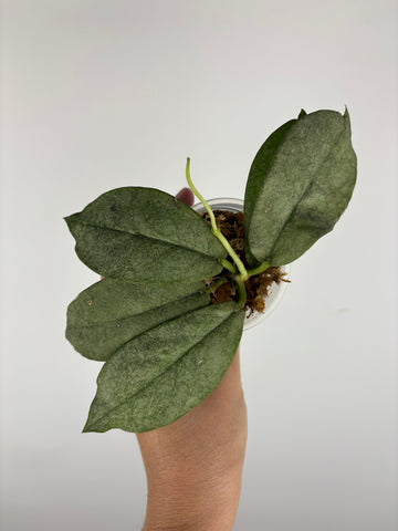 Hoya mitrata silver sp kapuas hulu 1