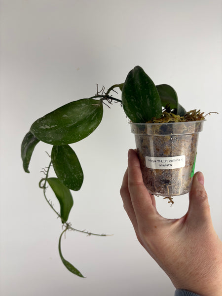 Hoya YH_01 collina x anulata B