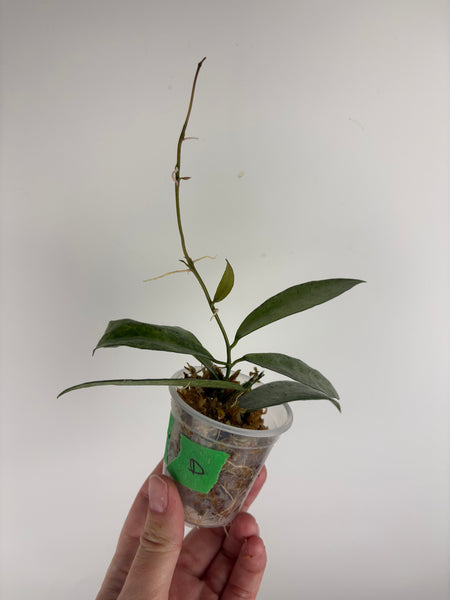 Hoya lacunosa winter pandora D