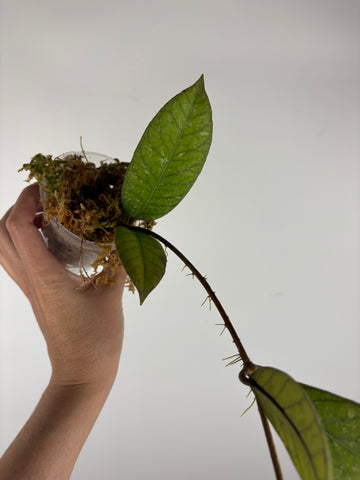 Hoya Meredithii Sp Aceh 1A