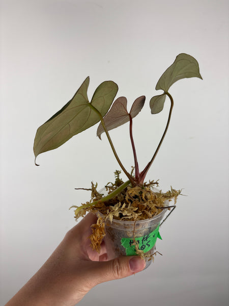 Anthurium hoffmanii x AOS 8
