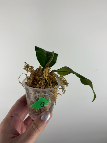 Hoya sp. Aceh 'Bur Perlak' B