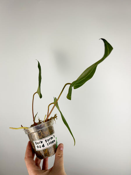 Anthurium crystallinum Dark form x papillilaminum red stem B