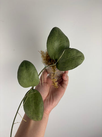 hoya menak sopal silver E