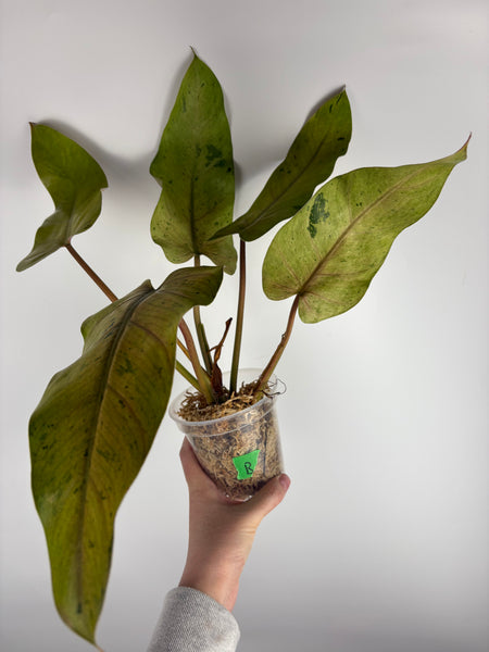Philodendron Whipple way B