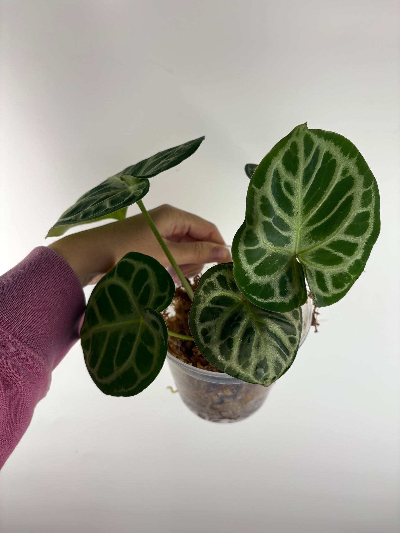 Anthurium red tiger 3