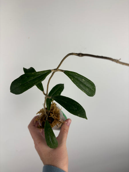 Hoya rigidifolia splash C