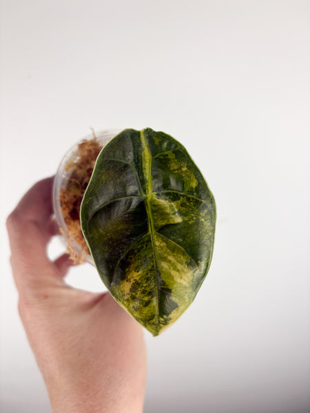 Alocasia azlanii aurea (Thailand)