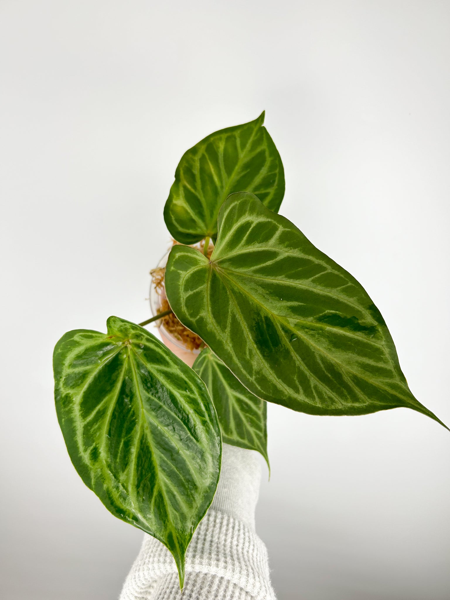 Anthurium King of Spades x forgetii C