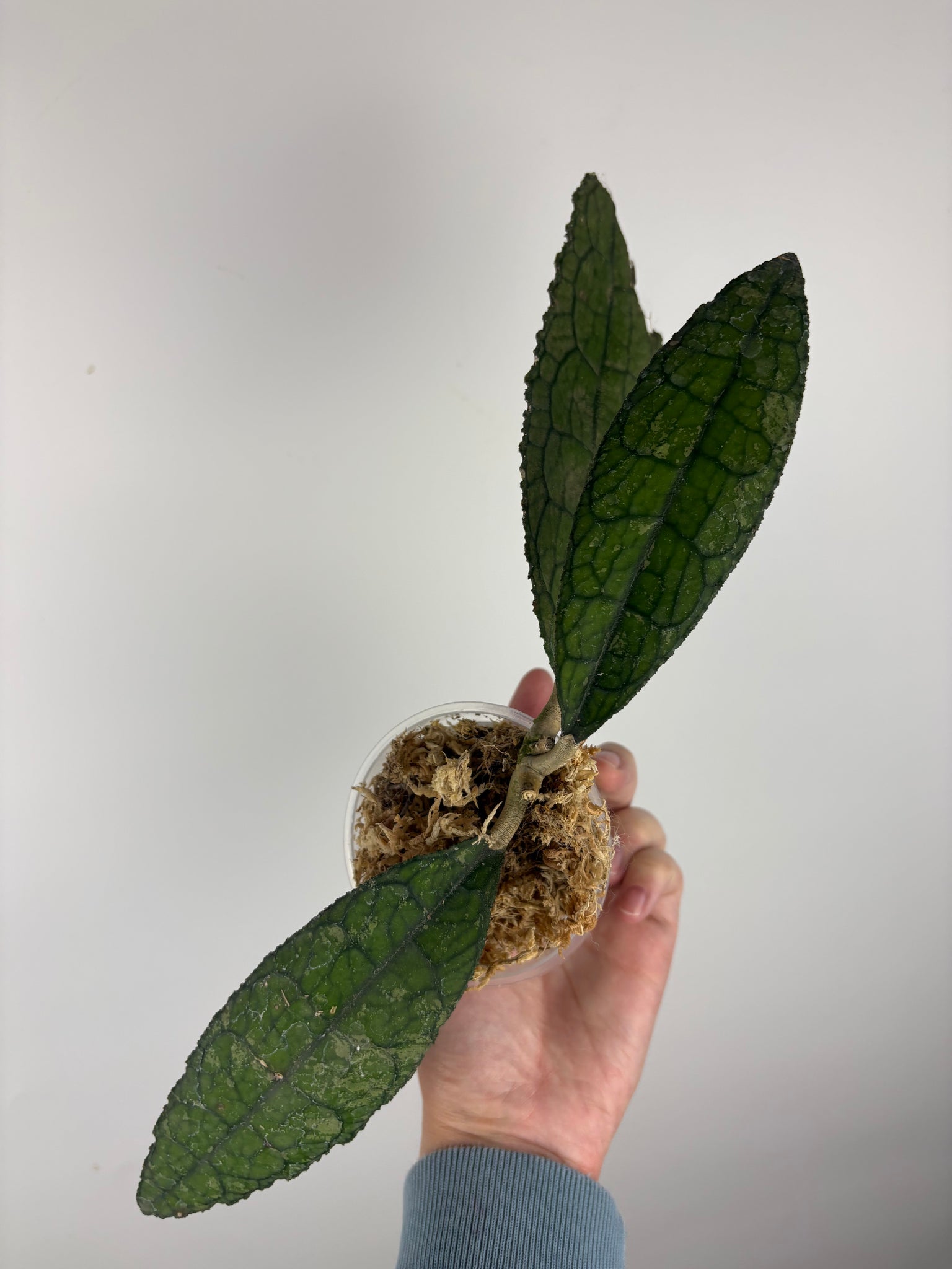 hoya clemensorium kemiri A