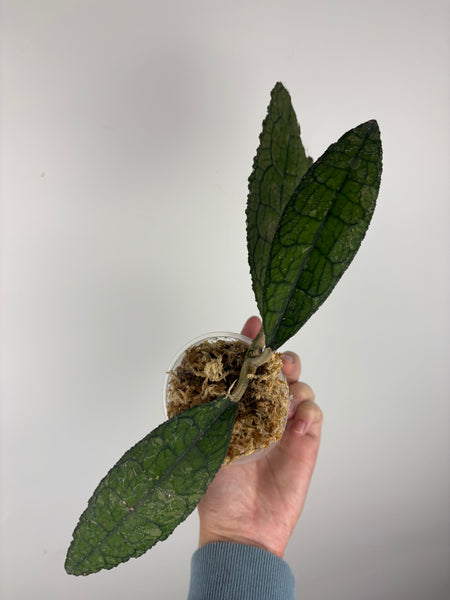 hoya clemensorium kemiri A