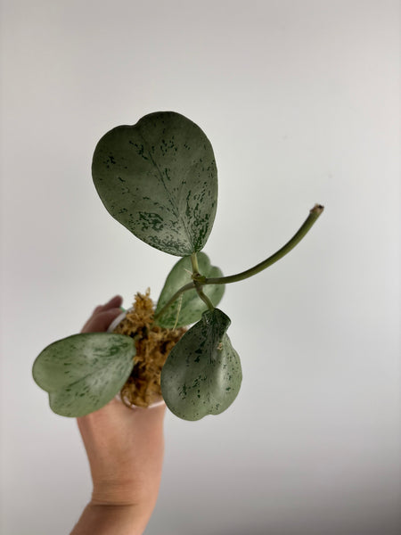 Hoya Chang dao silver F