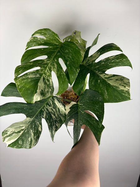 Monstera albo 1