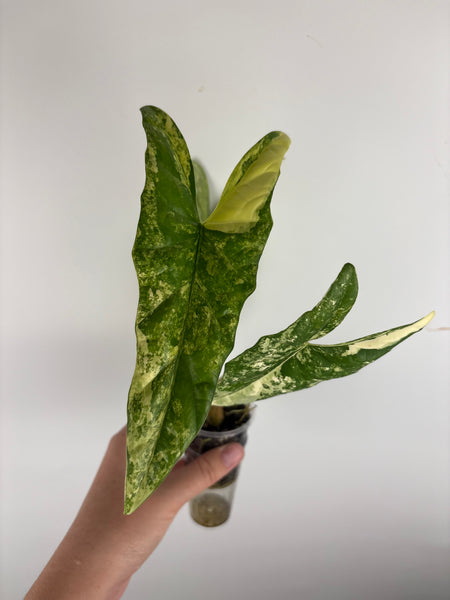 Alocasia Metallic blue aurea