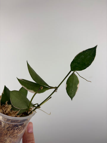 Hoya lacunosa 'Asami' (Wonosobo) 3