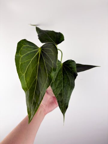 Anthurium delta force A