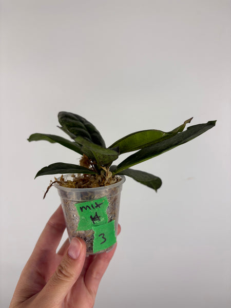 Hoya mitrata silver sp kapuas hulu 3