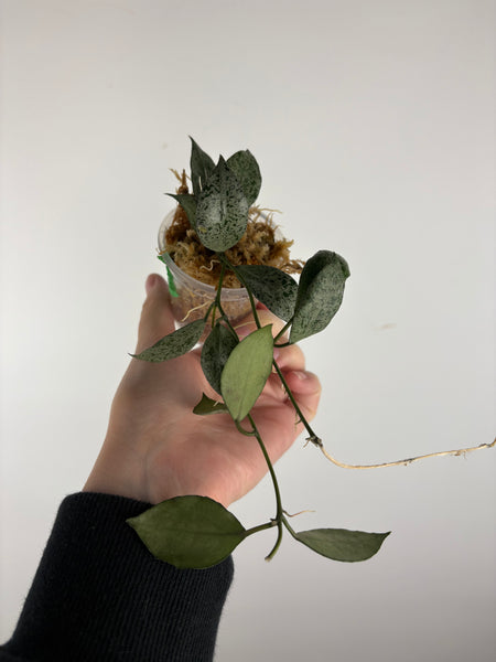 hoya lacunosa moonshine D