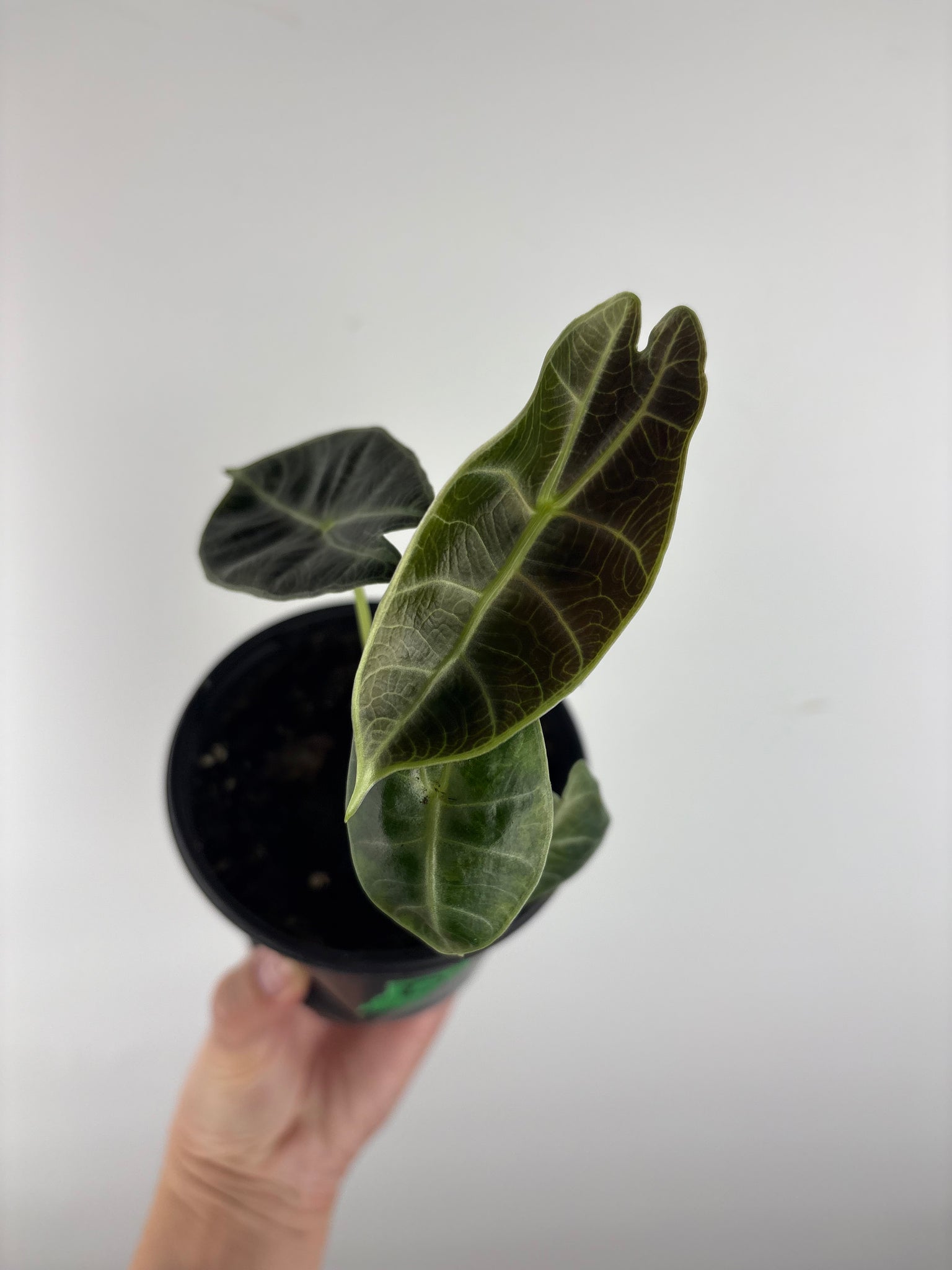 Alocasia Watsoniana low variegated aurea D