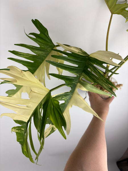 Florida beauty x tortum (Thailand) A - huge plant