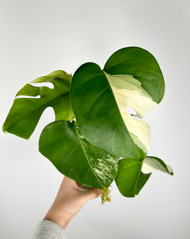 Monstera albo F