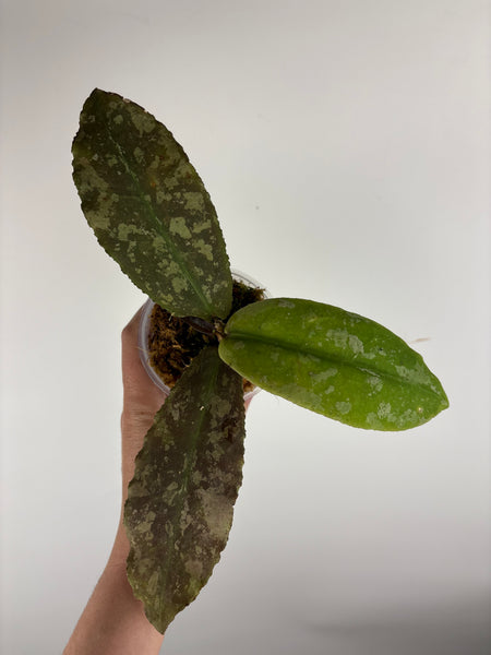 Hoya Undulata purple silver B2