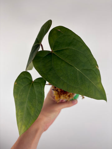Anthurium velvet mask x papillilaminum 1