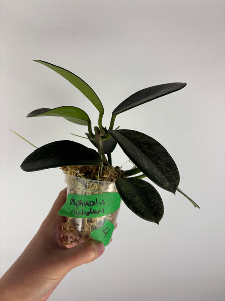Hoya diversifolia maha dewi 4