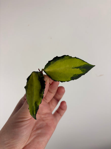 Hoya caudata variegated cutting A