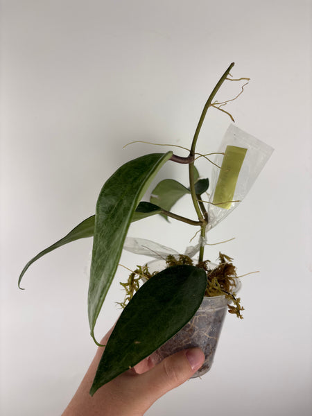 Hoya Latifolia 'rimba perak'